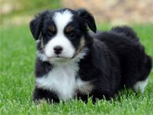 Healthy Australian Shepherd puppies with great personalities