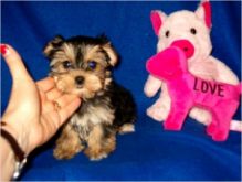 OUTSTANDING MORKIE PUPPIES CHARTING TO BE 3.5LBS