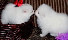 PETS ONLY-Purewhite pomeranian puppies