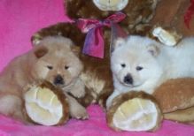 Proven pair of well socialized Chow Chow puppies available