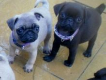 Pug puppies -both black and fawn.
