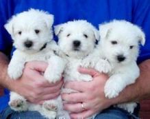 pure white west highland white terrier puppies available