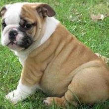 Quality English Bulldog pups from championline