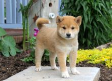 Quality Shiba Inu Puppies for adoption