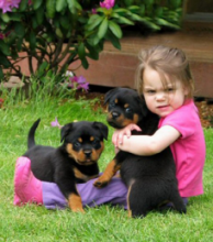 Rehoming Rottweiler puppies withh dual registrations.