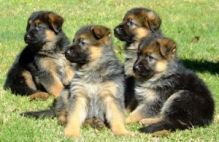 Sociable German Shepherd pups with ckc reg.