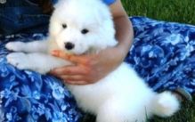 Top class Samoyed puppies for adoption