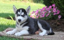 VET CHECKED SIBERIAN HUSKY PUPPIES WITH BOTH CKC AND AKC REG. PAPERS