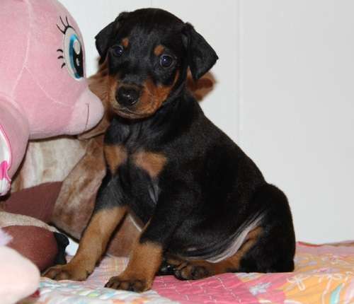 Black and tan Energetic Doberman Pinscher puppies Image eClassifieds4u