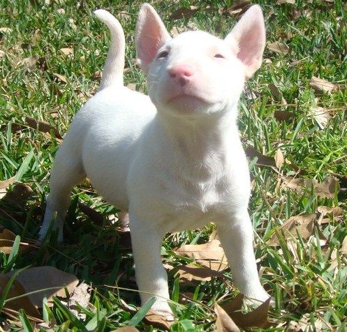 BULL TERRIER PUPPIES WITH OUTSTANDING PERSONALITIES Image eClassifieds4u