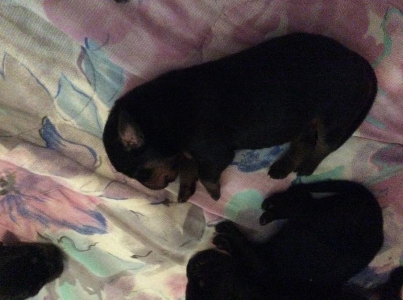 Puppies for sale - coon hound/cane corso Image eClassifieds4u