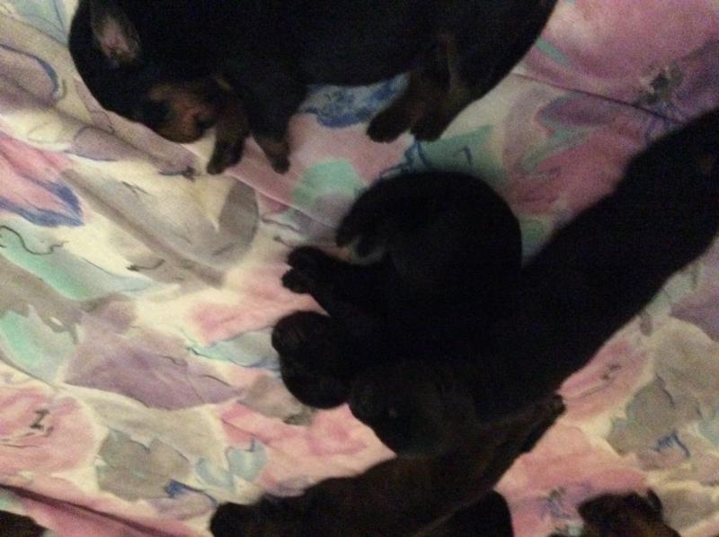 Puppies for sale - coon hound/cane corso Image eClassifieds4u