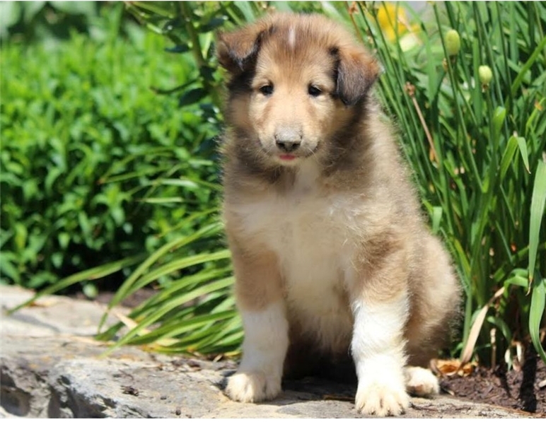Cute Looking Collie Puppies Image eClassifieds4u
