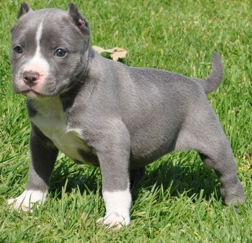 Energetic and sociable American Pitt Bull Terrier pups Image eClassifieds4u