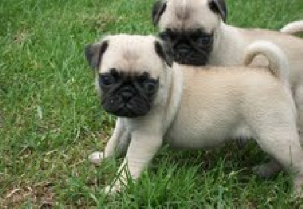 Fresh and healthy Pug puppies with good hairskin. at (415) 323-0593 ) Image eClassifieds4u