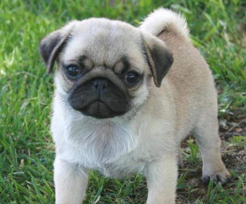 Good-Looking and charming Pug Puppies sharing love and care at all times. (415) 323-0593 Image eClassifieds4u