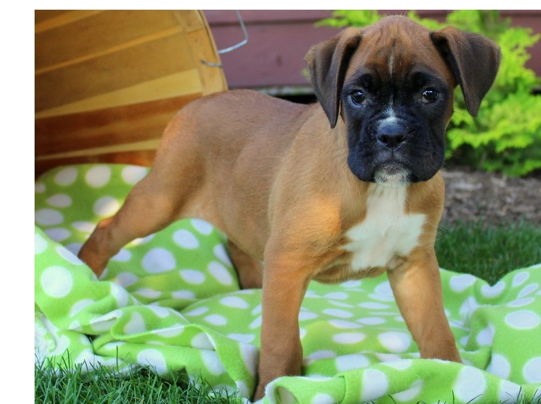 Good looking Boxer puppies with both ckc and akc registration papers Image eClassifieds4u