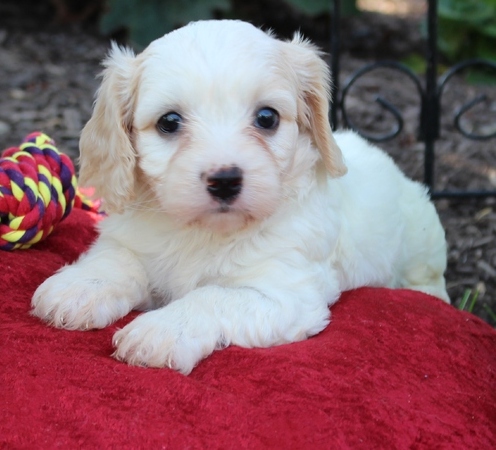 Homeless Cavachon puppies ready Image eClassifieds4u