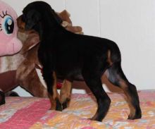 Black and tan Energetic Doberman Pinscher puppies Image eClassifieds4u 1