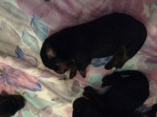 Puppies for sale - coon hound/cane corso Image eClassifieds4u 2