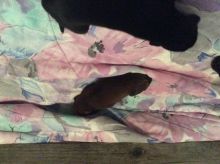 Puppies for sale - coon hound/cane corso Image eClassifieds4u 3