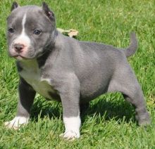 Energetic and sociable American Pitt Bull Terrier pups Image eClassifieds4U