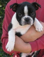 Good looking Boston Terrier puppies with outstanding personalities Image eClassifieds4u 2
