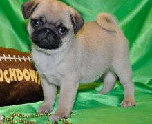 Pug puppies -both black and fawn. Image eClassifieds4u 2
