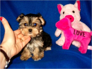 OUTSTANDING MORKIE PUPPIES CHARTING TO BE 3.5LBS Image eClassifieds4u