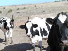 Hiefer For Sale (Bottle milk Calves , pregnants cow ) Image eClassifieds4U