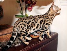Beautiful Male and Female Savannah Cat