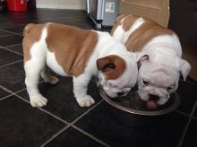 English Bulldog Puppies Available Rehoming