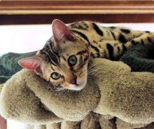 Savannah Kittens Available Now