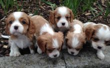 Super Amazing Cavaliers King Charles Puppies Available