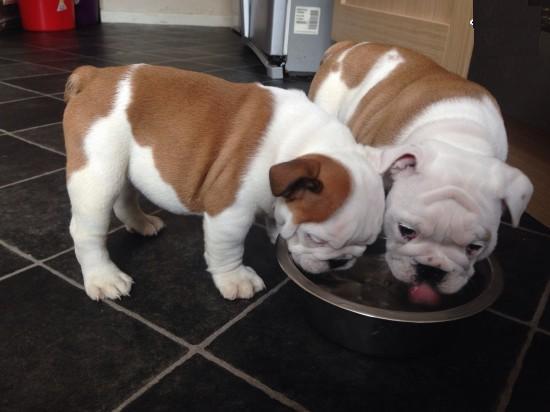 English Bulldog Puppies Available Rehoming Image eClassifieds4u