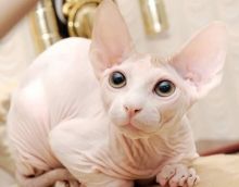 T.I.C.A Hairless Sphynx Kittens Now Ready For Adoption