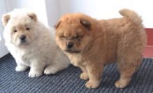 Adorable Chow Chow Puppies Now Ready For Adoption