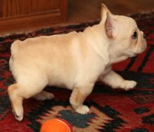 AFFECTIONATE C.K.C FRENCH BULLDOG PUPPIES FOR ADOPTION