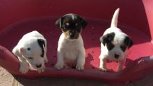 BRILLIANT JACK RUSSELL TERRIER PUPPIES NOW READY FOR ADOPTION