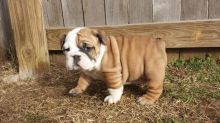 Cute English bulldog puppies