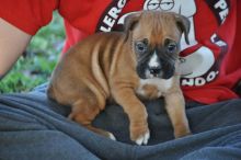 Fantastic C.K.C Male/Female Boxer Puppies Now Ready For Adoption