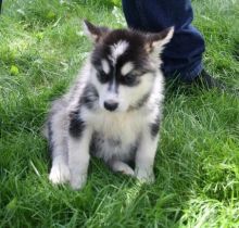 Purebred Alaskan Malamute Available