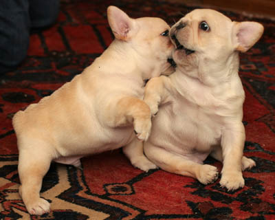 AFFECTIONATE C.K.C FRENCH BULLDOG PUPPIES FOR ADOPTION Image eClassifieds4u