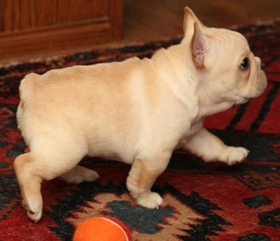 AFFECTIONATE C.K.C FRENCH BULLDOG PUPPIES FOR ADOPTION Image eClassifieds4u