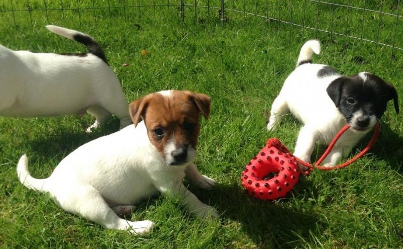 BRILLIANT JACK RUSSELL TERRIER PUPPIES NOW READY FOR ADOPTION Image eClassifieds4u