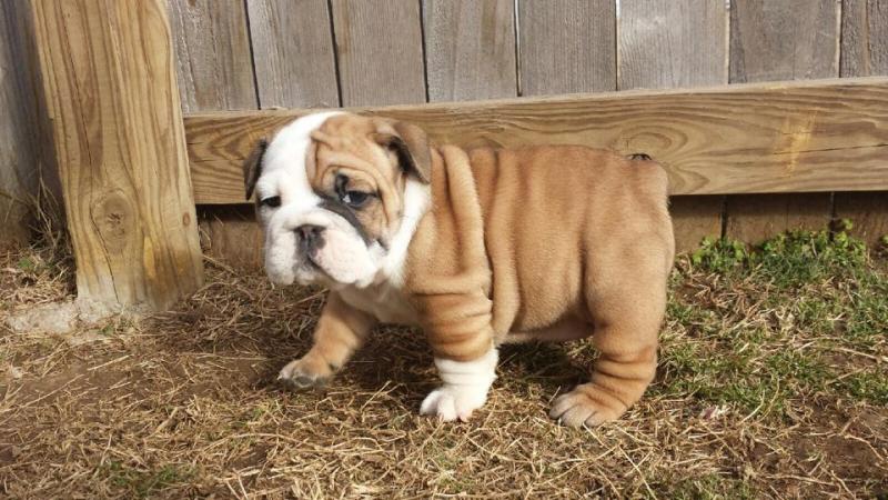 Cute English bulldog puppies Image eClassifieds4u