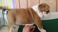 English bulldog puppies for adoption