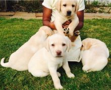 C.K.C MALE/FEMALE LABRADOR RETRIEVER PUPPIES FOR ADOPTION