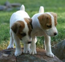 Jack Russell Terrier puppies