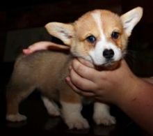 Pembroke Welsh Corgi Puppies